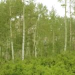 No Copyright Outro Video, Tree, Poplar, Forest, Woody Plant, Birch