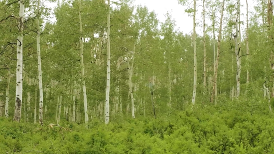 No Copyright Outro Video, Tree, Poplar, Forest, Woody Plant, Birch