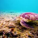 No Copyright Video 4k, Loggerhead, Sea Turtle, Turtle, Sea, Underwater