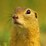 No Copyright Video Background Download, Rodent, Mammal, Animal, Marmot, Wildlife