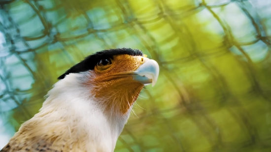 No Copyright Video Stock, Bird, Beak, Animal, Wildlife, Feather