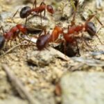 No Copyright Youtube Video Background, Ant, Insect, Arthropod, Invertebrate, Close