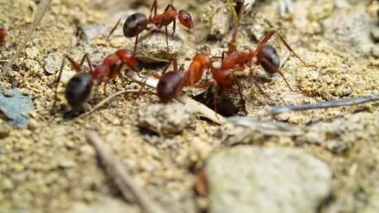 No Copyright Youtube Video Background, Ant, Insect, Arthropod, Invertebrate, Close