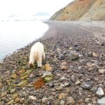 No Stock Video, West Highland White Terrier, Landscape, Terrier, Dog, Coast