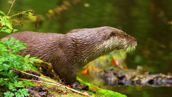 Non Copyright Background Video For Youtube, Mammal, Otter, Mink, Wildlife, Wild