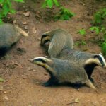 Non Copyright Clips Download, Badger, Mammal, Wildlife, Wild, Mongoose