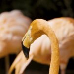 Non Copyright Video Clips For Youtube, Pretzel, Cracker, Bread, Flamingo, Bird