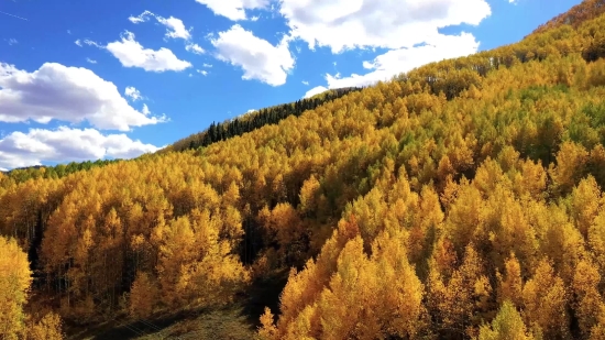 Office Background Stock Video, Tree, Landscape, Autumn, Sky, Vascular Plant