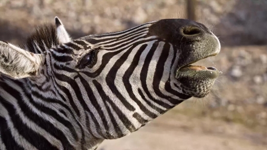 Online Video Editor, Zebra, Equine, Ungulate, Safari, Wildlife