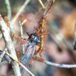 Orchestra Stock Footage, Spiny Lobster, Tree, Lobster, Crustacean, Arthropod