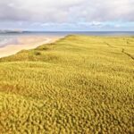 Pexels Com Background Video, Wheat, Field, Rural, Landscape, Agriculture