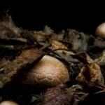 Pexels Stock Video Footage, Fungus, Food, Brown, Texture, Organism