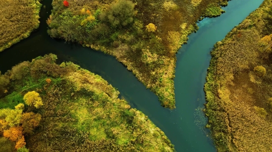 Pond5 Stock Video, Gorse, Shrub, Woody Plant, Vascular Plant, Autumn