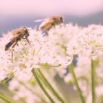 Portrait Stock Footage, Herb, Plant, Vascular Plant, Cow Parsley, Flower