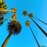 Powerpoint Moving Backgrounds, Tree, Plant, Palm, Sky, Woody Plant