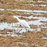 Premium Stock Footage, Wading Bird, Bird, Aquatic Bird, Heron, Egret