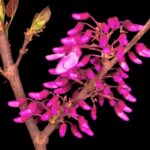 Psychedelic Stock Footage, Western Redbud, Shrub, Woody Plant, Vascular Plant, Plant