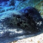 Purchase Stock Photos, Stingray, Ray, Water, Fish, Sea