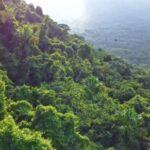 Rain Drops Green Screen Video Download, Tree, Woody Plant, Landscape, Mountain, Forest