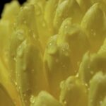 Rain Drops Video Clip Free Download, Food, Lemon, Fruit, Citrus, Meal