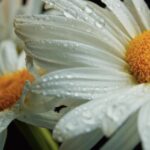 Rain Videos Free, Flower, Daisy, Petal, Blossom, Plant