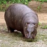 Real Estate Stock Photos, Hippopotamus, Ungulate, Mammal, Wildlife, Wild