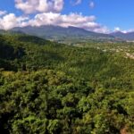 Red Stock Video, Tree, Landscape, Mountain, Forest, Woody Plant