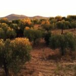 Road Video Clip, Tree, Landscape, Woody Plant, Mountain, Sky