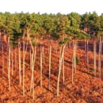 Roller Coaster Stock Video, Tree, Landscape, Sky, Plant, Field