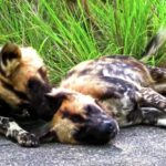 Royalty Free Artwork, Wild Dog, Canine, Hyena, Dog, Mammal