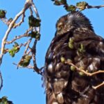 Royalty Free B Roll, Bald Eagle, Bird, Eagle, Tree, Sky