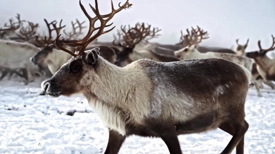 Royalty Free Clips, Caribou, Deer, Wildlife, Wild, Mammal