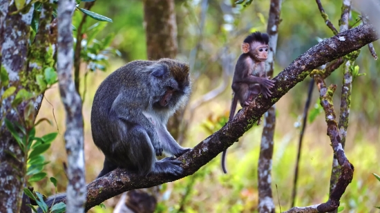 Royalty Free Footage, Monkey, Primate, Squirrel Monkey, Wildlife, Wild