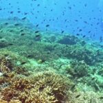 Royalty Free Photography, Coral Reef, Reef, Ridge, Underwater, Coral