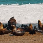 Royalty Free Photos For Commercial Use, Sea Lion, Eared Seal, Seal, Beach, Sea