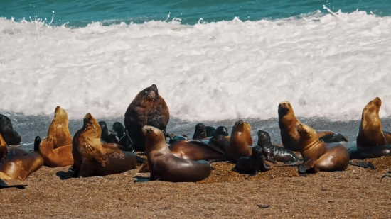 Royalty Free Photos For Commercial Use, Sea Lion, Eared Seal, Seal, Beach, Sea