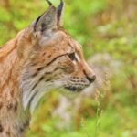 Royalty Free Pictures, Lynx, Wildcat, Cat, Feline, Fur