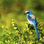 Royalty Free Stock Footage, Bird, Wildlife, Beak, Wild, Feather