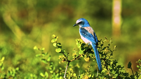 Royalty Free Stock Footage, Bird, Wildlife, Beak, Wild, Feather