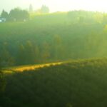 Royalty Free Stock Footage Free, Landscape, Rapeseed, Sky, Tree, Oilseed