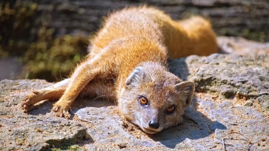 Royalty Free Stock Photos, Mongoose, Mammal, Wild, Wildlife, Fur