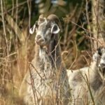 Royalty Free Stock, Ram, Sheep, Wildlife, Simpleton, Wild