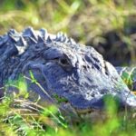 Royalty Free Stock Videos, Alligator, Reptile, Wildlife, Crocodile, Wild