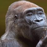 Royalty Free Video Clips, Gorilla, Ape, Primate, Monkey, Wildlife