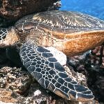 Royalty Free Video Loops, Sea Turtle, Turtle, Loggerhead, Wildlife, Sea