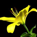 Royalty Free Videos For Free, Plant, Flower, Spring, Yellow, Garden