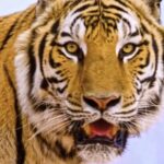 Royalty Free Videos, Tiger, Big Cat, Feline, Cat, Wildlife