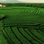 Sad Video Clip Download, Maze, Agriculture, Landscape, Rural, Field