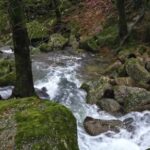 Save Video Clip From Youtube, Forest, River, Water, Stream, Landscape