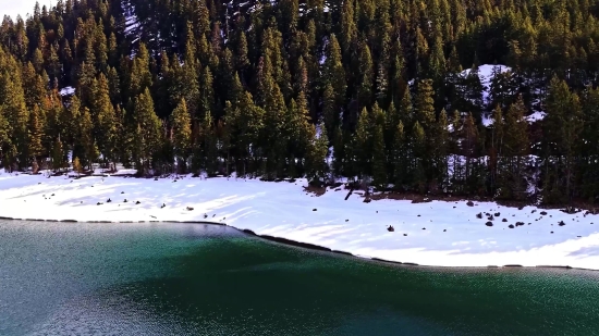 Sea Beach Video Free Download, Snow, Forest, Tree, Winter, Landscape